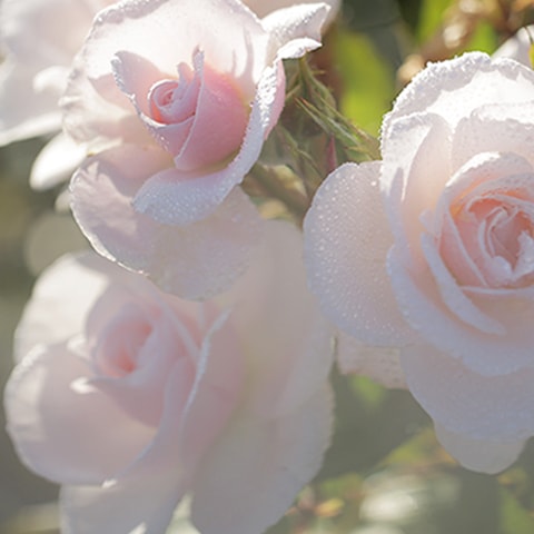 christian dior rose bush